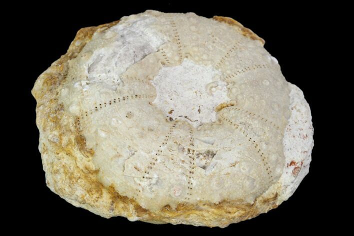 Fossil Sea Urchin (Heterodiadema) - Morocco #104481